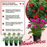Miniature Rose Plant, Live 3.5” Potted Rose, Compact, Colorful Flowering Rose Bush for Indoor Outdoor Gardens (Pink)