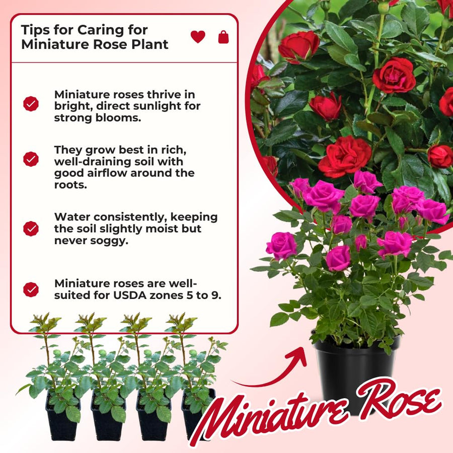 Miniature Rose Plant, Live 3.5” Potted Rose, Compact, Colorful Flowering Rose Bush for Indoor Outdoor Gardens (Pink)