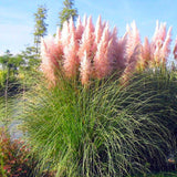 3 Pampas Grass Plants Live for Planting, Pink Pampas Grass Live Plant Ornamental Garden Indoor Outdoor
