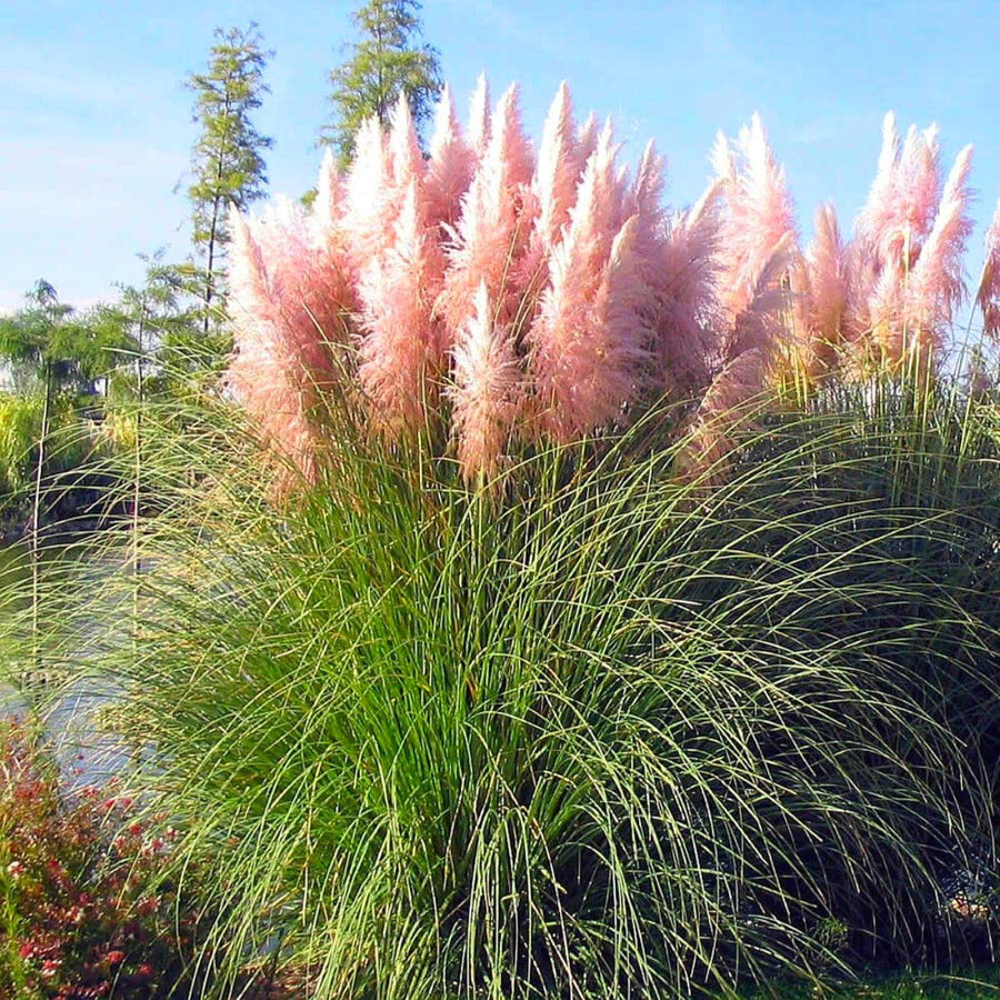 3 Pampas Grass Plants Live for Planting, Pink Pampas Grass Live Plant Ornamental Garden Indoor Outdoor