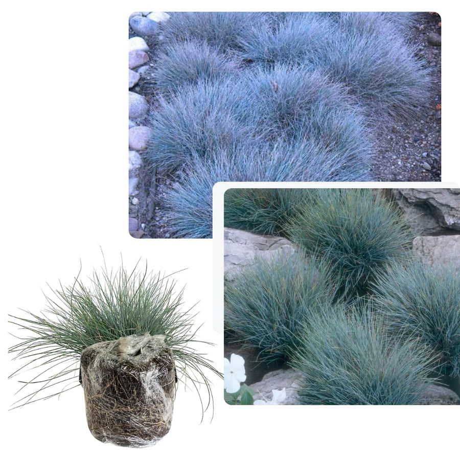 2 Blue Fescue Grass Live Plant in 4" Pot, Oranmental Grass for Home Decor Indoor Outdoor