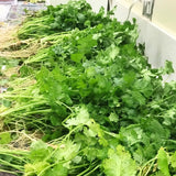 Set 500 Cilantro Seeds for Planting, Cilantro Seed, Fragrant and Fast Growing Herb Shrub, Ready for Planting Outdoor Garden