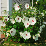 Hardy Hibiscus Plants Live – 12-Inch White Hibiscus Tree, Vibrant Blooms, Easy to Grow, Hibiscus Cutting Back