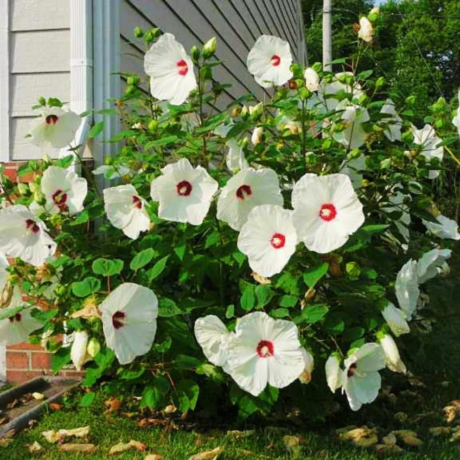 Hardy Hibiscus Plants Live – 12-Inch White Hibiscus Tree, Vibrant Blooms, Easy to Grow, Hibiscus Cutting Back