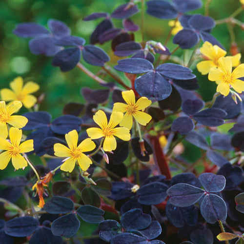 Burgundy Oxalis Triangularis Plant Live, 5-8 Inch Tall Shamrock Houseplant, Indoor Decorative Foliage Plant, No Pot, Yellow Flowers