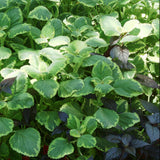 1 Plectranthus Swedish Ivy Plant Live, Swedish Ivy Mint Herb Houseplants in 3.25 Inch Pot for Indoor and Outdoor