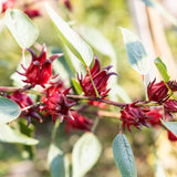 Sabdariffa Red Roselle Hibiscus Plant Live, Roselle Hibiscus Flowers, 8-12'' Tall in Half Gallon Pot, Red Sorrel Jamaica Live, Ready to Grow