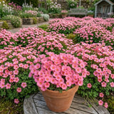 Pink Oxalis Flower Plant in 4'' Pot, 4-8'' Tall, Shamrock Flowers Plants, Perennial Flower Plants for Indoor and Outdoor Garden