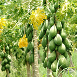 Live Papaya Tree Plant, 4 to 6 Inches Tall, Tropical Papaya Fruit Plant for Home Gardens and Containers