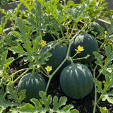 Set 100 Sugar Watermelon Seeds for Planting, Sweet Watermelon Fruit Plant, Sweet Melon Seed for Outdoor Gardening