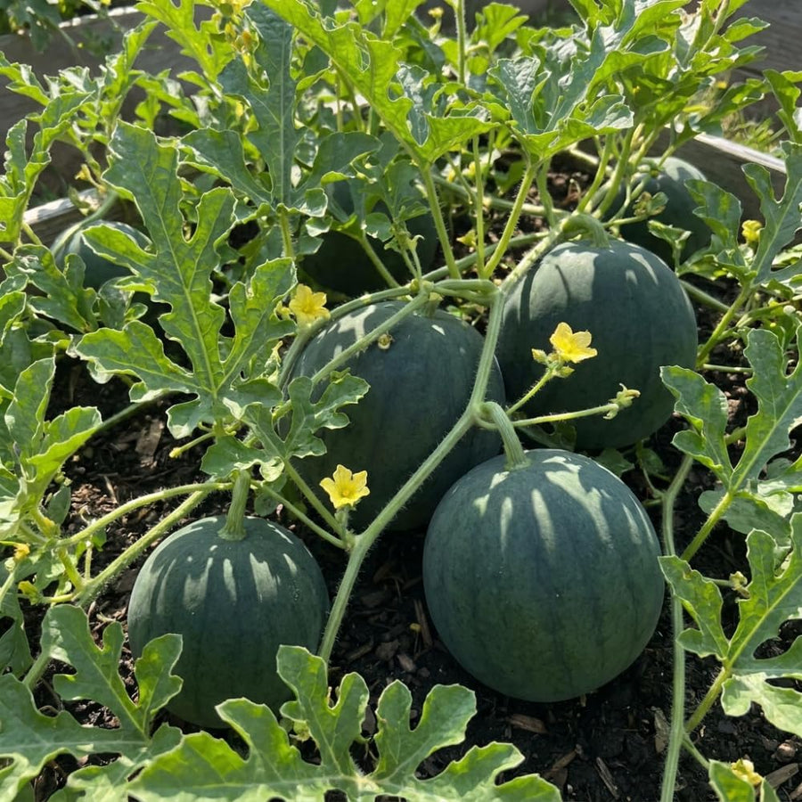 Set 100 Sugar Watermelon Seeds for Planting, Sweet Watermelon Fruit Plant, Sweet Melon Seed for Outdoor Gardening