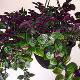 Purple Swedish Ivy Live Plants in 4'' Pot, Hardy Ivy Vine Plant for Trellis, Ground Cover, Live Indoor Houseplants