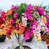 2 Bougainvillea Plants Live, Trailing Flowering Vines, 5-9” Tall, Well-Rooted Bougainvillea Trees for Outdoor Garden or Patio (Multicolor Bougainvillea)