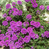 2 Perennial Purple Verbena Plants Live for Trailing Bushes Shrubs, Well Rooted in Pot, 5-9 Inches Tall