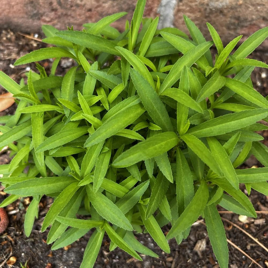 2 Mexican Tarragon Live Plant, 4-6 Inches Tall, Culinary Herb, Well Rooted Mexican Tarragon Plant for Herb Gardens and Containers