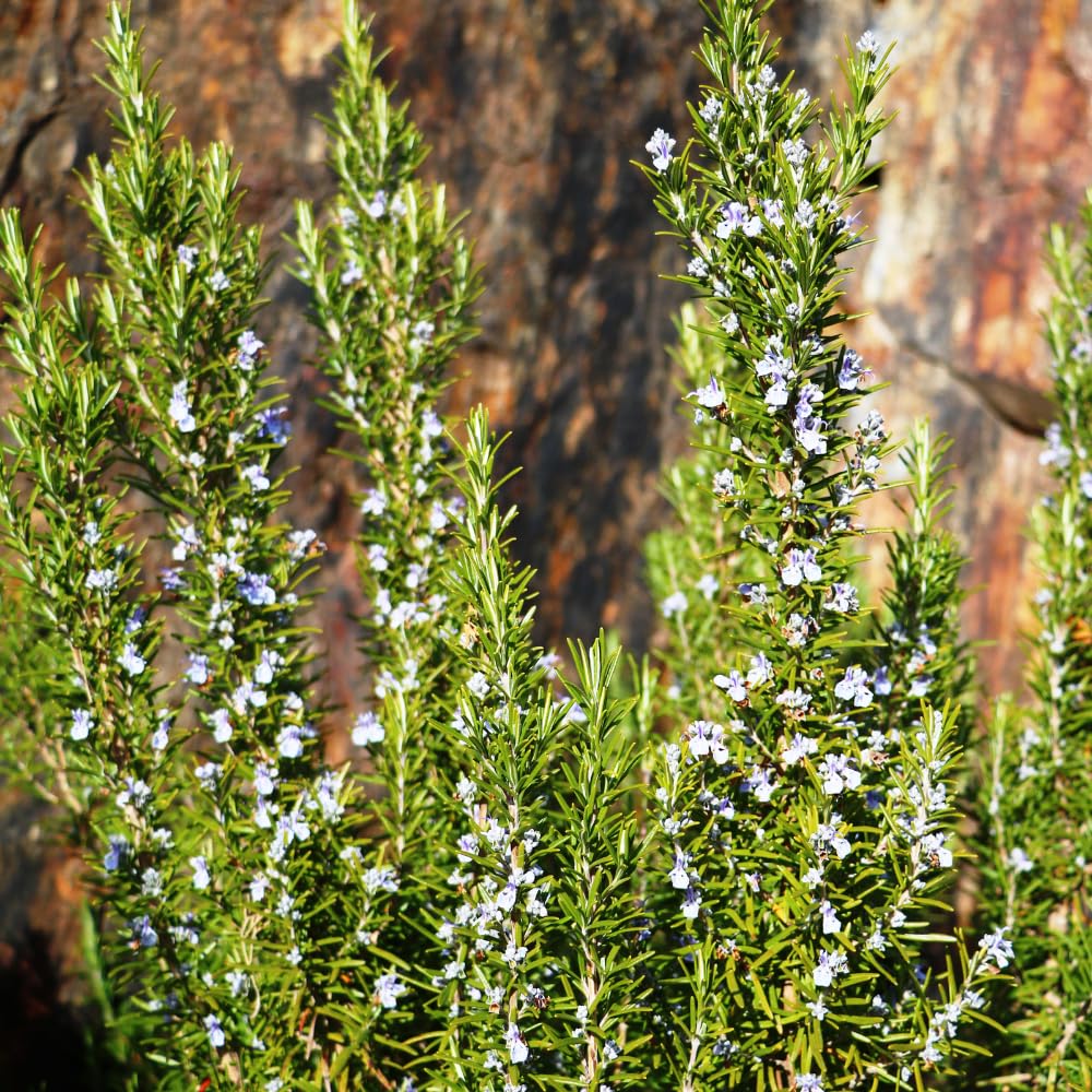 4 Inc Pot Rosemary Plant Live in Pot, Rosemary Herb Plant, 5 to 7 Inc Tall, Fragrant Culinary Herb Garden
