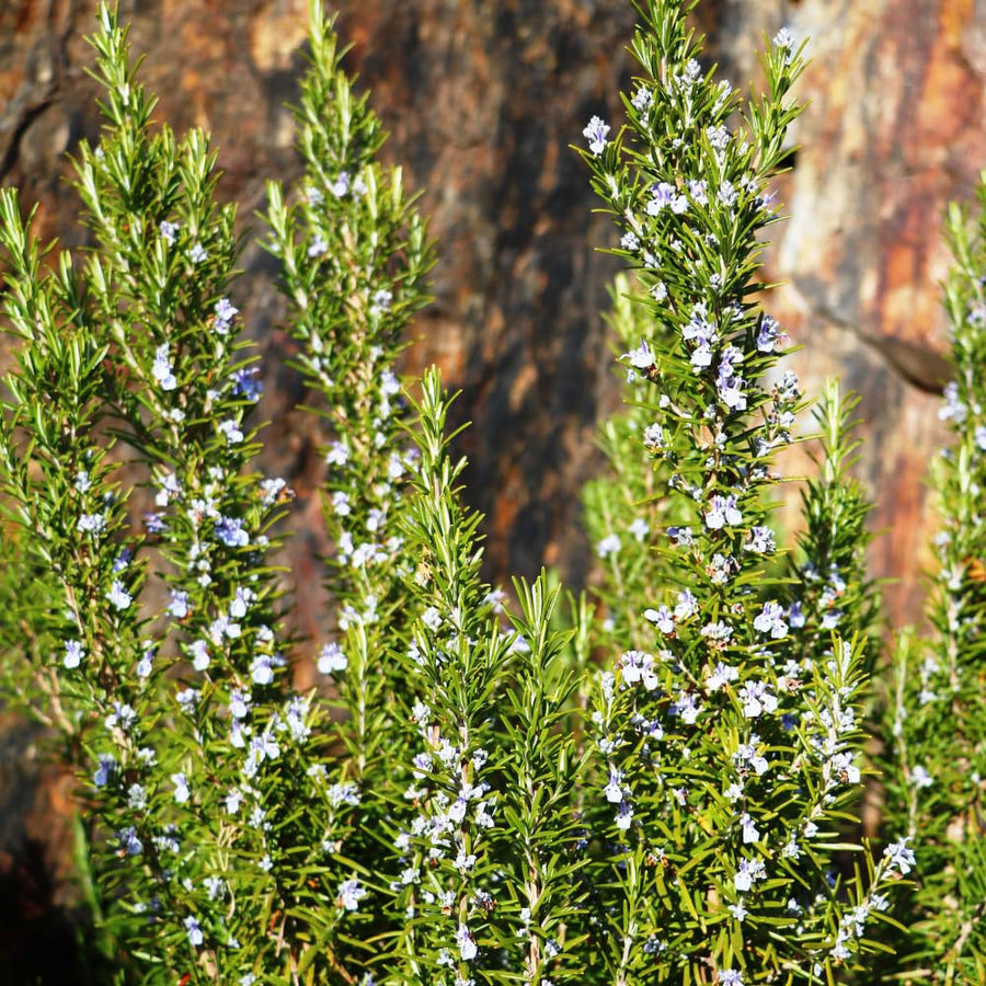 4 Inc Pot Rosemary Plant Live in Pot, Rosemary Herb Plant, 5 to 7 Inc Tall, Fragrant Culinary Herb Garden