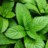 Fragrant Mint Plant Live, 4-6 Inches, Culinary Mint Herb for Indoor Outdoor Gardens (Spearmint)