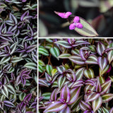Purple Wandering Jew Plant Live, Tradescantia Zebrina Plants, 4 Inch Pot for Growing