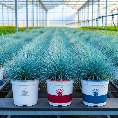 Pack 2 Fescue Perennial Grass Ornamental Live Plants, No Pot, 5-10" in Tall Ornamental Grasses Blue Color, Grasses for Planting