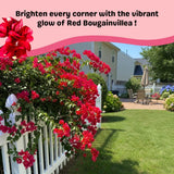 Red Bougainvillea Plant Live, Bougainvillea Live Plant, 5 to 7 Inches Tall, Vibrant Long Lasting Blooms, Ideal for Trellis, Landscape and Outdoor Garden