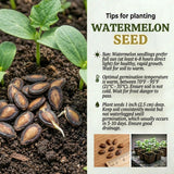 Set 100 Sugar Watermelon Seeds for Planting, Sweet Watermelon Fruit Plant, Sweet Melon Seed for Outdoor Gardening