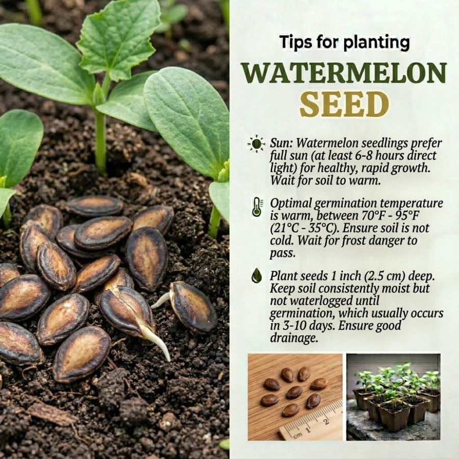 Set 100 Sugar Watermelon Seeds for Planting, Sweet Watermelon Fruit Plant, Sweet Melon Seed for Outdoor Gardening