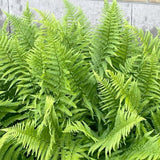 5 Lady Fern Rhizomes Plant, Fern Roots for Planting, Hardy Perennial Shade Garden Flowers