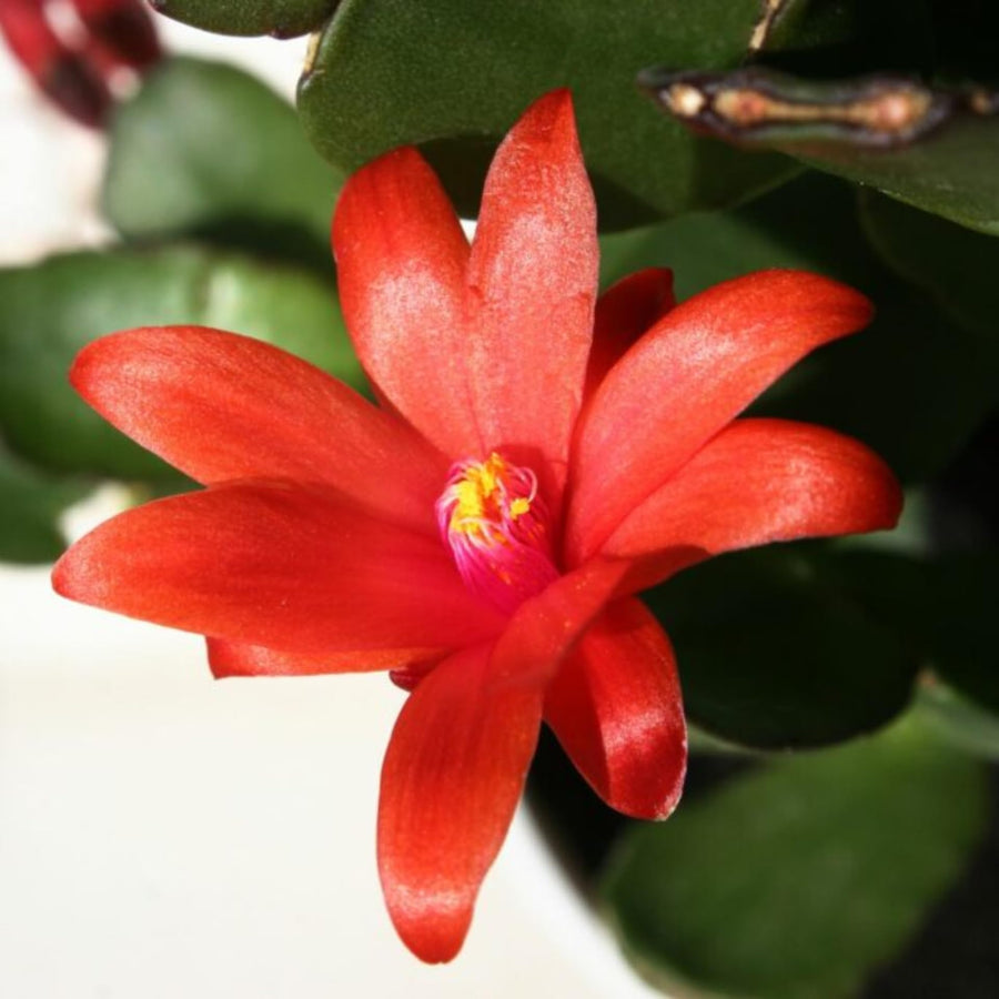 Easter Cactus Plants Live, Easter Cactus - 4 to 6 Inch Tall Houseplant Succulent Cactus Flower Plants, No Pot (Red Flowers)