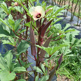 2 Live Red Okra Plants, 4 to 8 Inches Tall, Okra Starter Plants, Fast-Growing Vegetable Plants for Raised Beds and Gardens