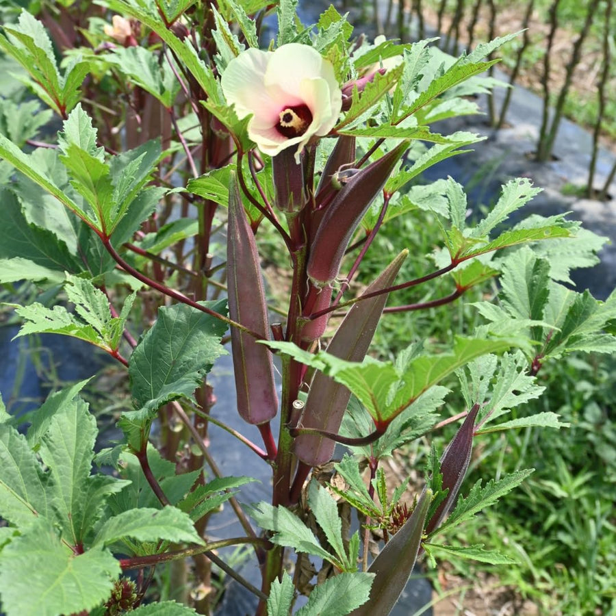 2 Live Red Okra Plants, 4 to 8 Inches Tall, Okra Starter Plants, Fast-Growing Vegetable Plants for Raised Beds and Gardens