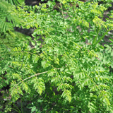 50 Moringa Seeds, Moringa Oleifera Drumstick Tree Seeds, Fast Growing Tree for Outdoor Garden