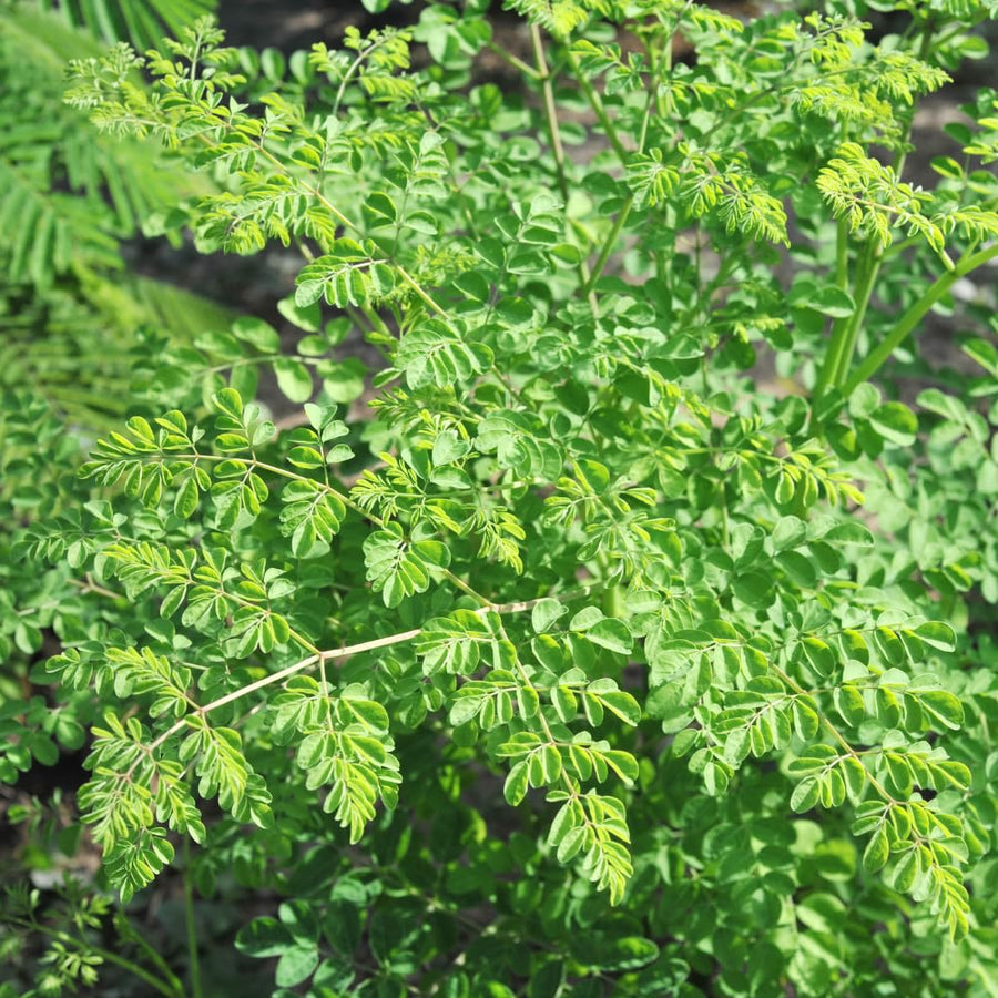 50 Moringa Seeds, Moringa Oleifera Drumstick Tree Seeds, Fast Growing Tree for Outdoor Garden
