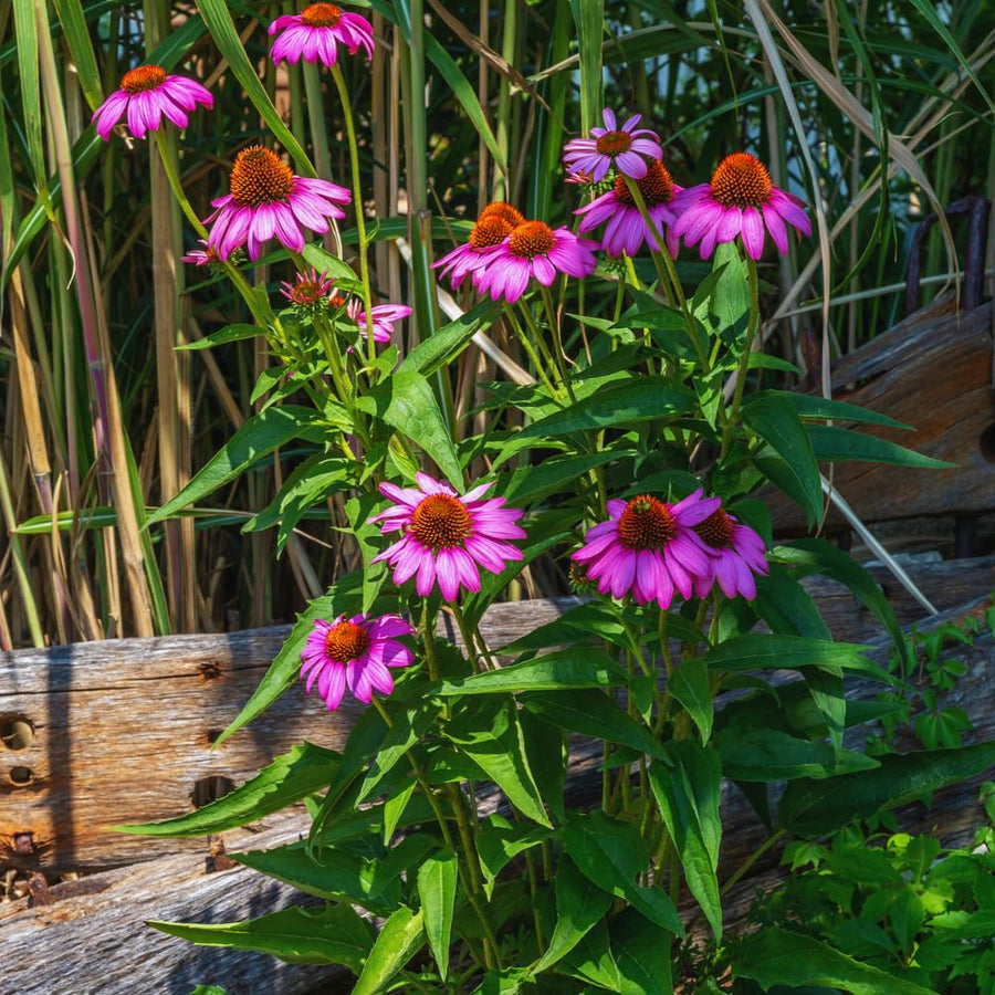 4 Purple Echinacea Plants Live Roots, 4 to 6 Inc Tall, Purple Coneflower Live Plant Flowering Gardening