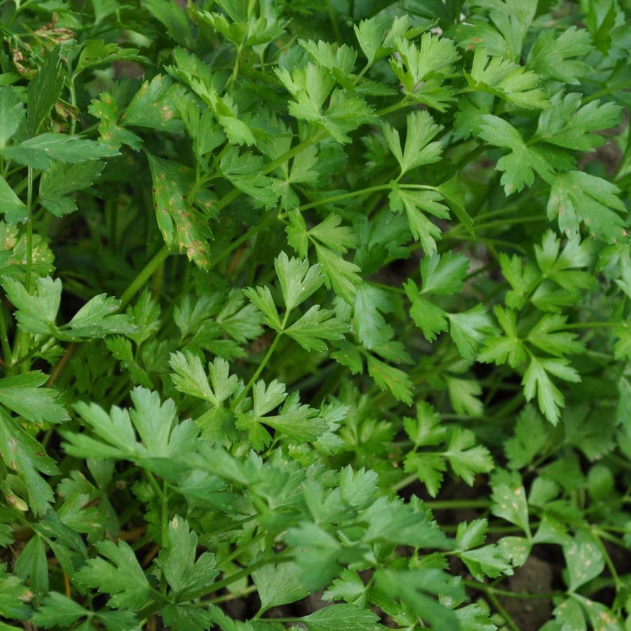 250 Parsley Seeds for Planting, Herb Seeds for Garden, Indoor and Outdoor Growing