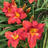 Red Daylily Roots, Live Reblooming Daylily Bare Root Perennial - 3 Roots for Planting Outdoor Garden Landscape