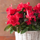 Red Azalea Plant Live, 10 Inches Tall, Hardy Flowering Shrub for Outdoor Planting and Landscaping