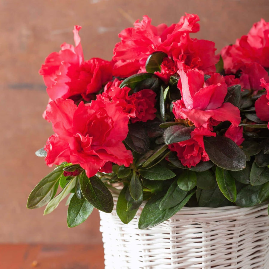 Red Azalea Plant Live, 10 Inches Tall, Hardy Flowering Shrub for Outdoor Planting and Landscaping