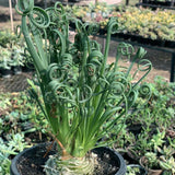 Albuca Spiralis Plant Live, Frizzle Sizzle Succulent Plants, Corkscrew Foliage Succulent in 3'' Pot, Easy-Care Indoor Outdoor Plant