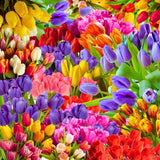 50 Top Size Early Blooming Flower Bulbs for Spring Planting, Garden, Colorful Spring Blooms, Mixed Ground Cover Flowerbeds, Borders Bulb