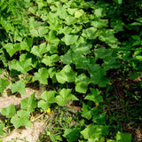 Lemon Cucumber Plants Live, 6-8 Inches Tall in 4 Inch Pot, 2 Plants Per Pot, Vegetable Plants for Garden or Containers