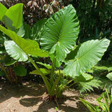 Giant Green Colocasia Plants, 3-6" Elephant Ear Esculenta Taro Alocasia Live Plant for Outdoor Planting, Alocasia Plants Bare Root, No Pot, Live Colocasia Houseplant