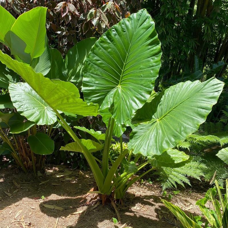 Giant Green Colocasia Plants, 3-6" Elephant Ear Esculenta Taro Alocasia Live Plant for Outdoor Planting, Alocasia Plants Bare Root, No Pot, Live Colocasia Houseplant