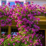 Purple Red-Pink Stripes Climbing Roses Live Plants 7 Months Old, Rose Bushes Ready to Plant 5-9" Tall, Very Fragrant, Can Grow As Climber or Bush Tree or Trellises, Walls, Fences