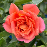 Rose Plant Live for Planting Indoor Outdoor, Rose Bush Live Plant (Pumpkin Rose)