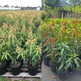 Julie Mango Tree Live Plant, 2 Feet Tall, Tropical Mango Fruit Tree for Outdoor Planting