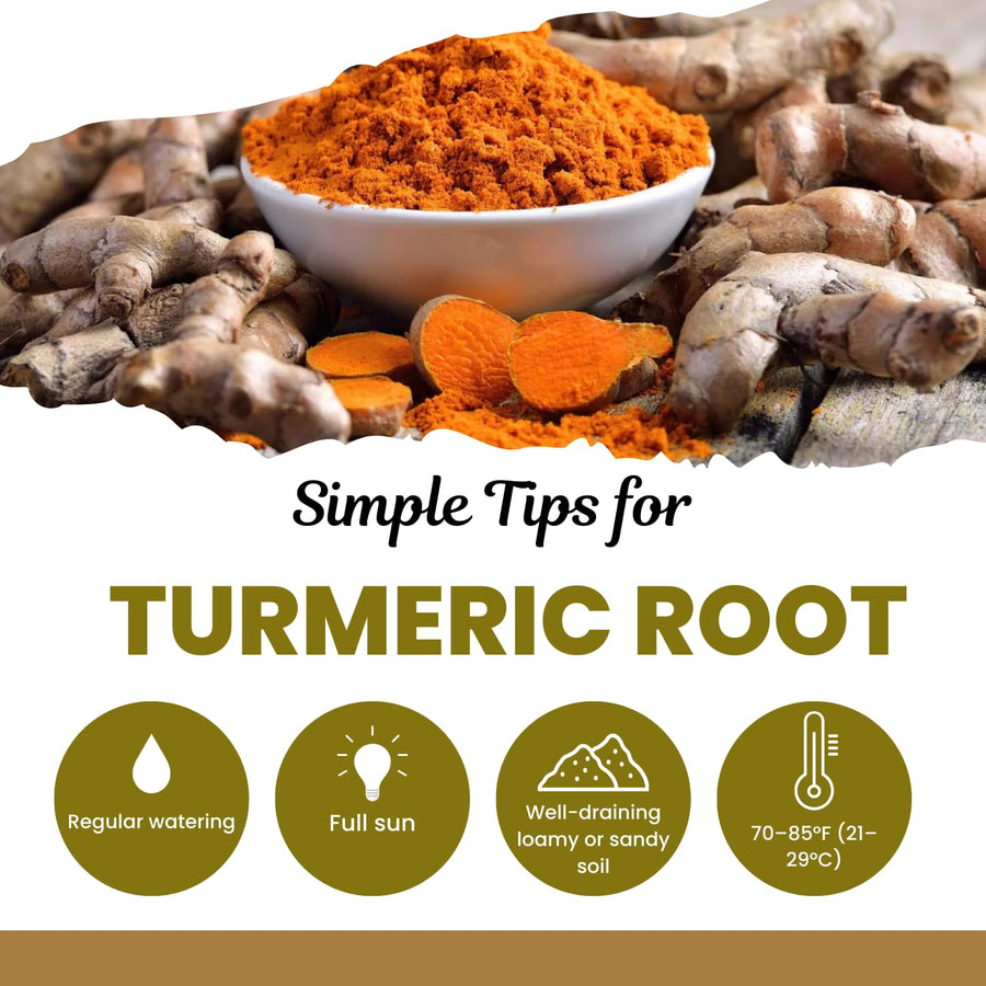 8 Turmeric Roots for Planting, Turmeric Planting Roots for Garden or Container Growing, High Yield, Ready tor Grow