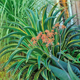 Agave Live Plant Succulent, 8 Starter Plants, Hardy Ornamental Cactus Agave for Indoor or Outdoor Planting, Blue Green Leaves