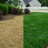 Set of 12000 Zoysia Grass Seed for Lawn, Zoysia Grass Seeds, Soft Dense Green Coverage, Green Grasses for Ground Cover, Front Yard, Backyard or Landscape