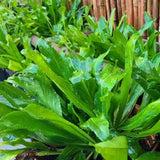 1000 Culantro Herb Seeds for Planting, Culantro Seeds, Culinary Vegetable for Yard Garden Planting